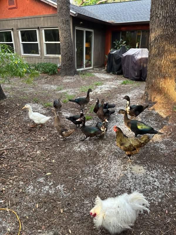 The flock in the front yard: Muscovy ducks, a white Pekin, a hen, and a white Silkie in front of the house
